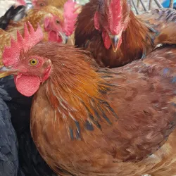 Local Markets of Biratnagar - Biratnagar