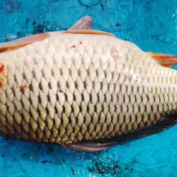 Local Markets of Biratnagar - Biratnagar