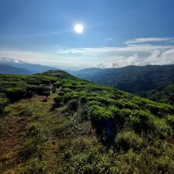 Kanyam Tea Garden - Birtamod