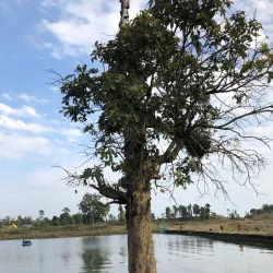 Gajedi Taal - Butwal