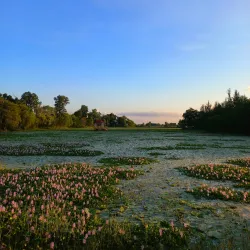 Gajedi Taal - Butwal