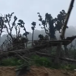 Dadeldhura Forests - Dadeldhurā
