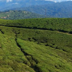 Kanyam Tea Garden - Damak