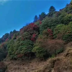 Tinjure Milke Jaljale Trail - Dhankuta