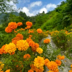 Dharan Botanical Garden - Dharan