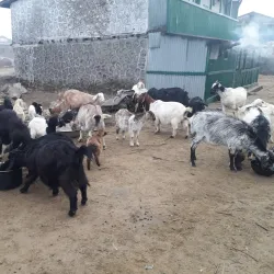 Gupha Pokhari - Dharan