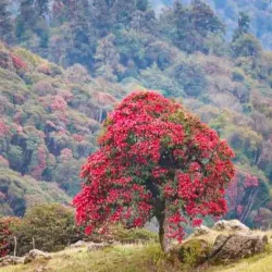 Tinjure Milke Jaljale Trail - Dharan