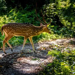 Chitwan National Park (Nearby) - Gaindakot