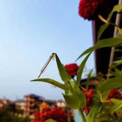 Gaindakot Hill - Gaindakot