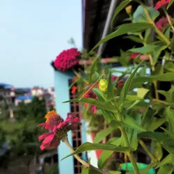 Gaindakot Hill - Gaindakot