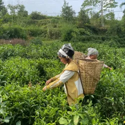 Local Village Homestays - Gulmi