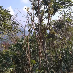 Ruru Kshetra - Gulmi