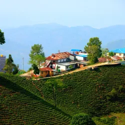 Chiyabari Tea Garden - Ilam