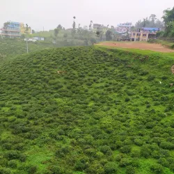 Chiyabari Tea Garden - Ilam
