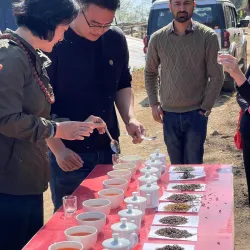 Ilam Tea Gardens - Ilam