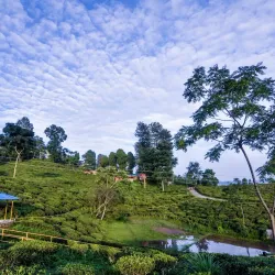 Ilam Tea Gardens - Ilam