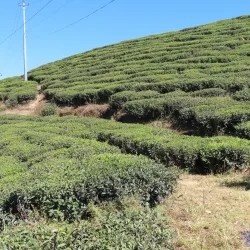 Kanyam Tea Garden - Ilam