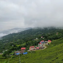 Kanyam Tea Garden - Ilam