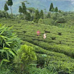 Kanyam Tea Garden - Ilam