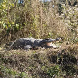 Chitwan National Park - Kawasoti