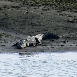 Rapti River - Kawasoti