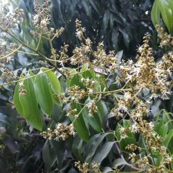 Bhimdatta Park - Mahendranagar (Bhimdatta)