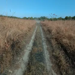 Shuklaphanta National Park - Mahendranagar (Bhimdatta)