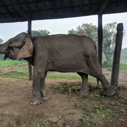 Shuklaphanta National Park - Mahendranagar (Bhimdatta)