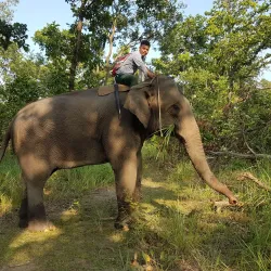 Shuklaphanta National Park - Mahendranagar (Bhimdatta)
