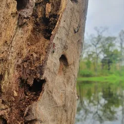 Bishazari Tal (Twenty Thousand Lakes) - Narayangarh