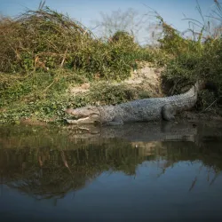 Chitwan National Park - Narayangarh