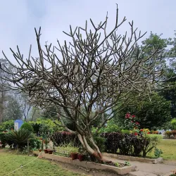 Community Forests around Narayangarh - Narayangarh