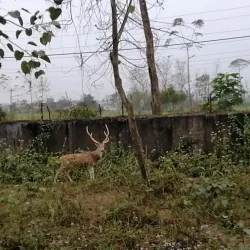 Community Forests around Narayangarh - Narayangarh