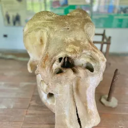 Elephant Breeding Center - Narayangarh