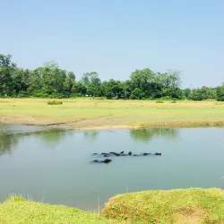 Elephant Breeding Center - Narayangarh