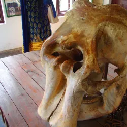 Elephant Breeding Center - Narayangarh