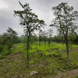 Banke National Park - Nepalgunj (Nepalganj)