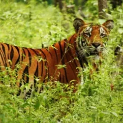 Banke National Park - Nepalgunj (Nepalganj)