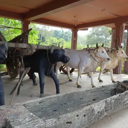 Tharu Cultural Museum - Nepalgunj (Nepalganj)
