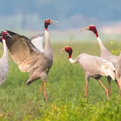Lumbini Crane Sanctuary - Siddharthanagar (Bhairahawa)