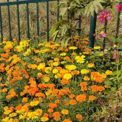 Lumbini Crane Sanctuary - Siddharthanagar (Bhairahawa)