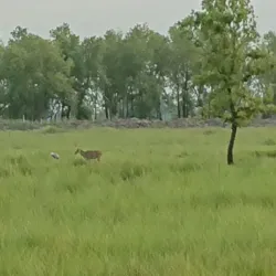 Lumbini Crane Sanctuary - Siddharthanagar (Bhairahawa)