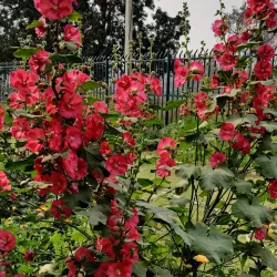 Lumbini Crane Sanctuary - Siddharthanagar (Bhairahawa)