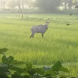 Bariyarpatti Village - Siraha