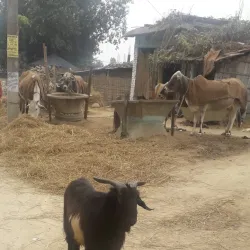 Bariyarpatti Village - Siraha