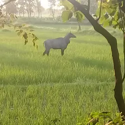 Bariyarpatti Village - Siraha