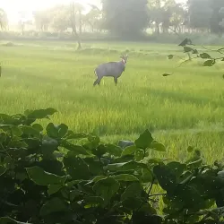 Bariyarpatti Village - Siraha