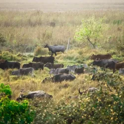 Koshi Tappu Wildlife Reserve (nearby) - Siraha