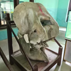 Koshi Tappu Wildlife Reserve (nearby) - Siraha