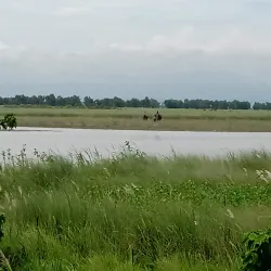 Koshi Tappu Wildlife Reserve (nearby) - Siraha